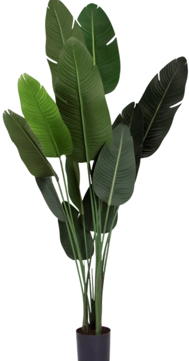 Banantre innendørs 208cm