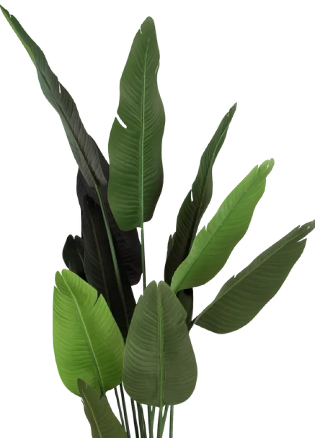 Banantre innendørs 208cm