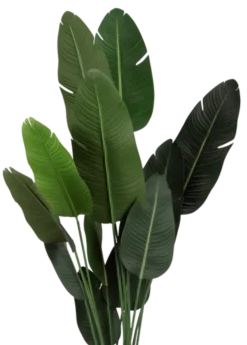 Banantre innendørs 208cm