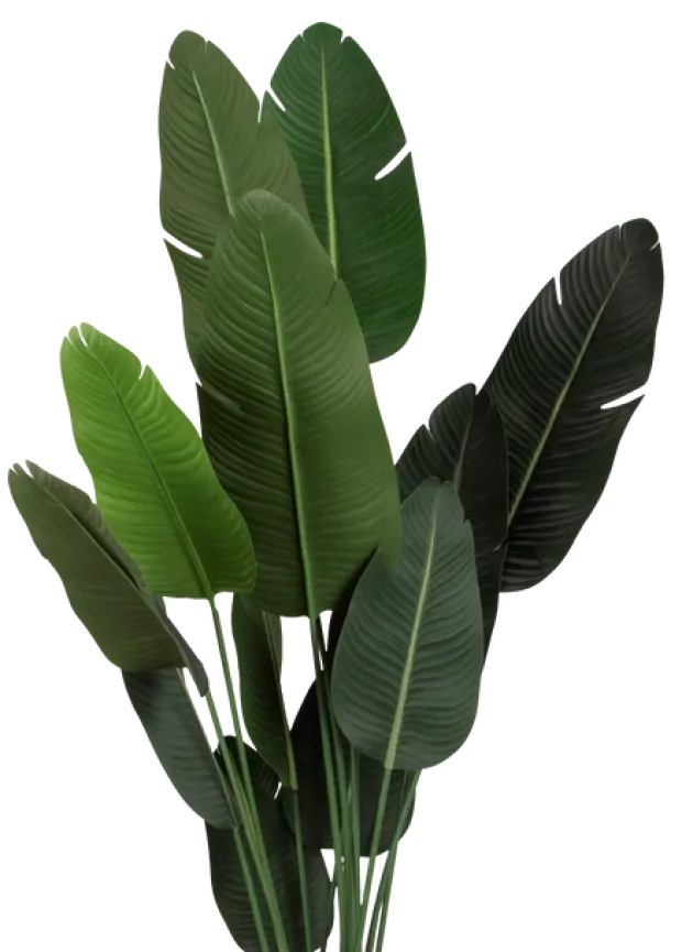 Banantre innendørs 208cm