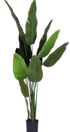Banantre innendørs 208cm