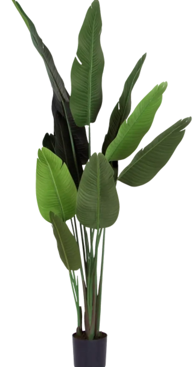 Banantre innendørs 208cm