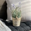 Lavendel med potte