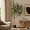 Oliventre innendørs 210cm