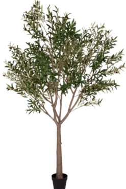 Oliventre innendørs 210cm